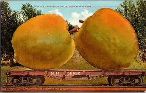 Postal Carload Bellflower Manzanas Exageración Parte Back Sin Publicar 1910 - Imagen 1 de 2