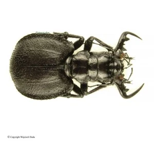 Manticora latipennis, A-/A2, Zambia - Imagen 1 de 1