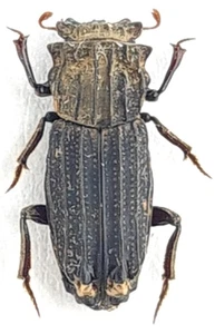 Coleoptera Scarabaeidae, Aphodiinae Rhyparini sp. Malaysia, Borneo TERMITOPHILE - Picture 1 of 1