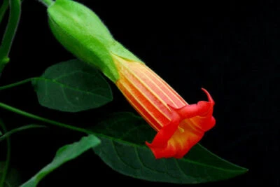 3 graines TROMPETTES DES ANGES(Brugmansia sanguinea)G352ANGELS TRUMPET SEED SEMI