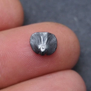 Brachiopod 9 mm Hämatit Mineral devonisch fossiler Ammonit Lot - Bild 1 von 6