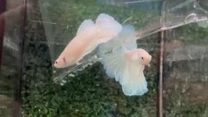 A Pair White Platinum Halfmoon - IMPORT LIVE BETTA FISH FROM THAILAND - Picture 1 of 8