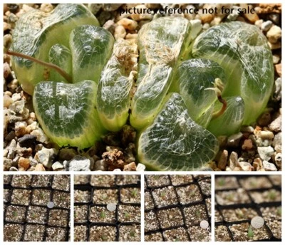 Plant -one- Bulbine mesembryanthemoides  - Image 1 of 4