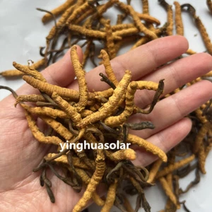 Chinese Wild Tibetan Aweto Yartsa Gunbu Cordyceps Sinensis Caterpillar Fungus - Picture 1 of 1