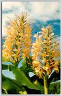 Kahili Ginger Hawaiian Flower Mirro Krome Card WJ Senda Vintage Hawaii Postcard