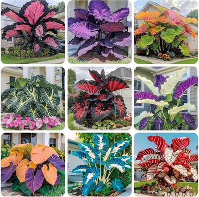 200+ Semillas de Hosta para Plantar - Semillas de Hosta Perennes Jardín Exterior Atraen... Foto 1 de 4