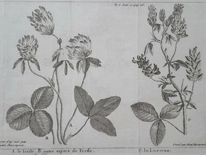 TREFLE LUZERNE Plantes GRAVURE Basseporte HORTEMELS Botanique XVIII° - Picture 1 of 2