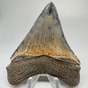 Hochwertiger scharf gezackter seitlicher 3,46 Zoll fossiler MEGALODON Haizahn - USA - Bild 1 von 7