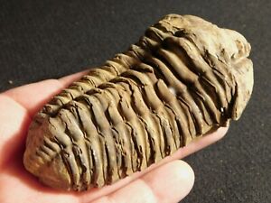BIG! 400 Million Year Old Trilobite Fossil from Morocco 181gr
