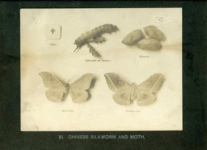 Fotografía china de gusano de seda etapas huevo cocoon polilla c1900 - Imagen 1 de 1