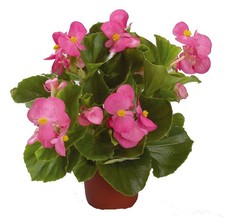 Begonia - Emperor Rose - 25 Seeds