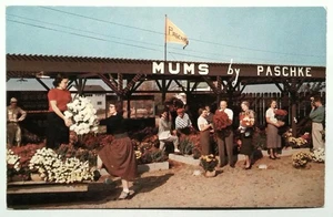 Alte Mütter von Paschke fotochrome Postkarte Nordosten Pennsylvanias - Bild 1 von 2