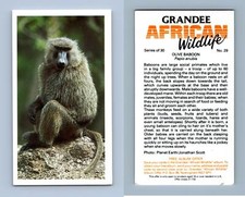 Olive Baboon #29 Grandee African Wildlife 1990 Cigarette Card