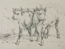 Zeichnungen Mit Bleistift Technik Mit Tier Thema Gunstig Kaufen Ebay