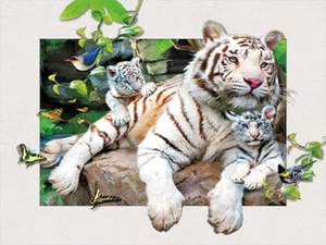 WHITE TIGER FAMILY- 3D PICTURE PRINT 400mm x 300mm - Picture 1 of 2