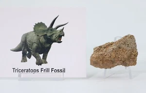 Triceratops Dinosaur Fossil Frill Bone 1.81" Hell Creek South Dakota SD COA 6938 - Picture 1 of 8