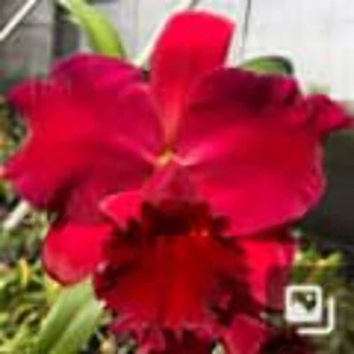 LOUISIANA ORCHID CONNECTION Rlc. Hsinyeah Scarlet ‘Cherry’
