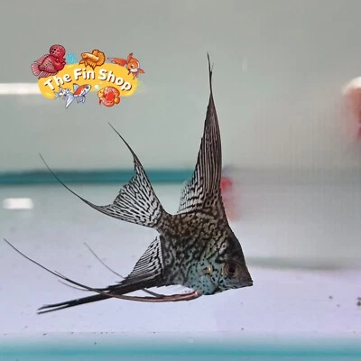 Pack of 6 - Longfin Leopard Angelfish - 1inch + Body Size - Image 1 of 2