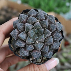4CM Succulent Plant Haworthia Hybrid Mirrorball Liliaceae Home Garden Beautiful - Picture 1 of 12