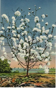 Baumwollstiel beladen mit Baumwolle Postkarte C.T. Colortone NOS Leinen - Bild 1 von 2