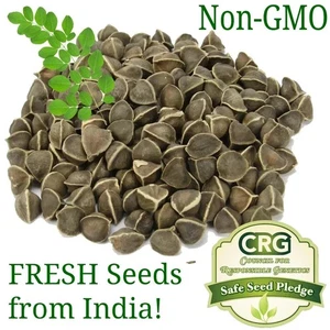 Organic Moringa Seeds | Moringa Oleifera | Fresh Dried, Non GMO, Edible,Planting - Picture 1 of 13