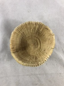 Mushroom Coral Fossil 6" - Picture 1 of 10