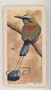 1964 Brooke Bond Red Rose Tropical Birds Tea Canadian Black Backs #24 a8x