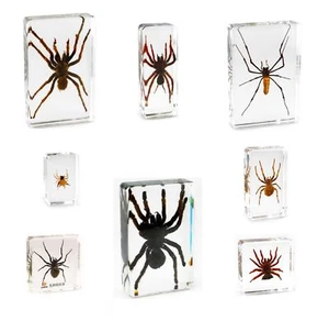 Especímenes de araña pisapapeles insectos de oficina reales - moneda fantasma tarántula orbe musgo - Imagen 1 de 9
