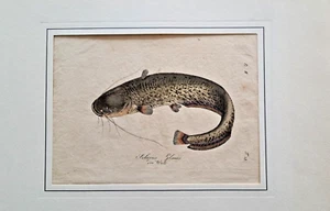 Der Wels Silurus glanis handkolorierter Kupferstich um 1780 Fische Wels Flußwels - Picture 1 of 3