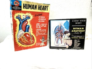 Kit Modelo Corazón Humano Tamaño Natural Pyro De Colección 372-300 Sin Construir + Kit Anatomía Años 60 - Imagen 1 de 21