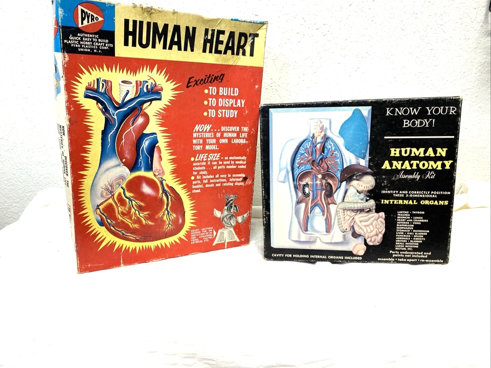 Vtg Pyro Life Size Human Heart Model Kit 372-300 unbuilt + anatomy kit 1960's - Image 1 of 4