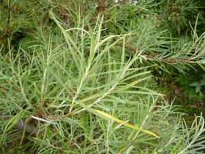 5 Rosemary Willow Tree Cuttings to Grow Attractive Landscape or Privacy Bush - Picture 1 of 3