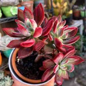 Echeveria 'Pulv-Oliver' about 5cm succulent 🏵️limited one buy Only - Picture 1 of 3