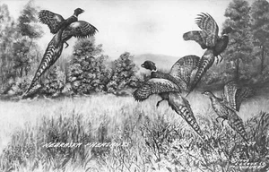 1946 Pheasant Nebraska NE Flying Real Photo RPPC Postcard - Picture 1 of 2
