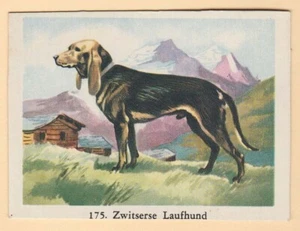 Dogs - Dutch Full Speed Cigarette card circa 1959 #175 Swiss Hound - Picture 1 of 2