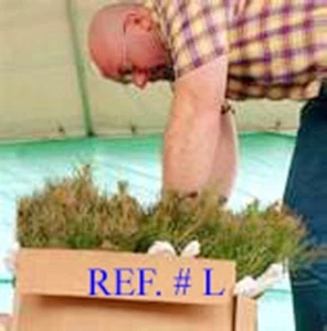 15 Blueridge Smokey Mountain Grown Eastern WhitePine starter evergreen seedlings - Picture 1 of 7