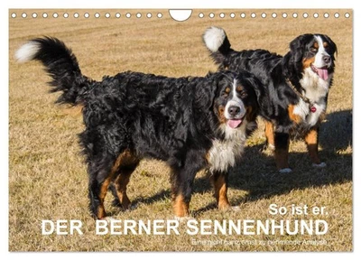So ist er. Der Berner Sennenhund (Wandkalender 2026 DIN A4 quer), CALVENDO Monat - Bild 1 von 4