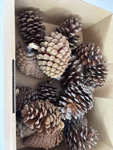 Natural Australian Christmas Pine Cones Lot # 3 Real Natural Xmas Craft Decor - Picture 1 of 5