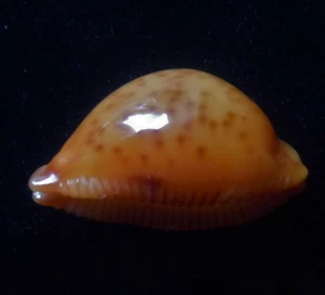 Gema Cypraea globulus MUY GRANDE 21,8 mm caracol - Imagen 1 de 3