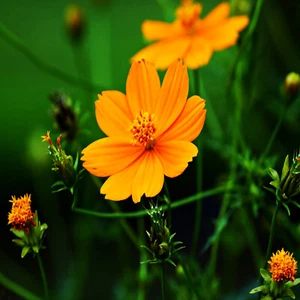 Cosmos Flower seeds Bright Lights Orange Color Wildflower Annual Bloom 200 Seeds - Picture 1 of 4