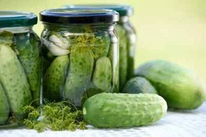 20 x CUCUMBER PICKLE SEEDS-HEIRLOOM-EDIBLE FLOWER-SALAD GARDEN VEGETABLE PLANTS - Picture 1 of 9