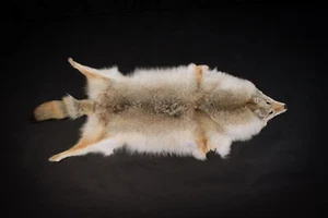 Kanadisches Coyotenfell - Qualität A | Fell Pelz Echtpelz Kojotenfell Kojote - Bild 1 von 4