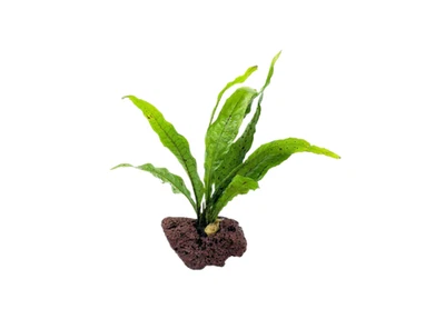 Java Fern (Rooted in Small Lava Rock) - Image 1 of 4
