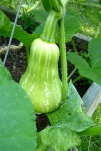 Butternut Squash Waltham 50 Seeds, Autumn Harvest, Can be Stored through Winter - Picture 1 of 10