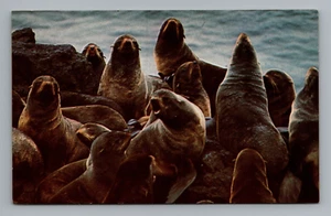 Fur Seals on Saint Paul Island, Alaska unposted postcard 5.5x3.5 inch - Picture 1 of 2
