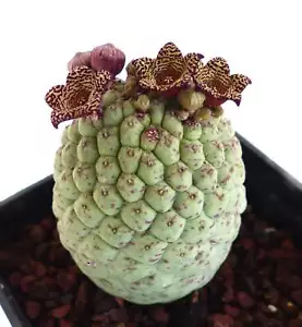 Larryleachia cactiformis (syn Trichocaulon cactiforme) - - NO pseudolithos rhyt - Foto 1 di 3