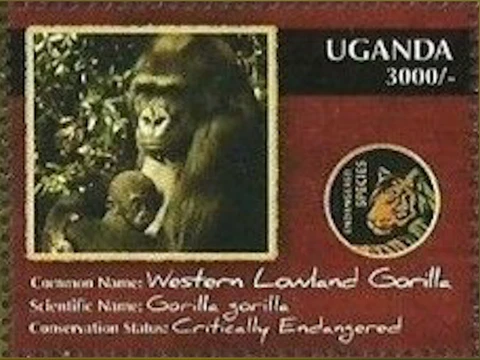 Uganda #SG2610c MNH 2012 Western Lowland Gorilla [1952c Mi2822] Cover