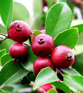 STRAWBERRY/CHERRY GUAVA PLANT,FRUIT TREE SHRUB,GROW TASTY FRUIT EDIBLE GARDEN - Picture 1 of 4