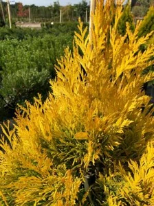 Golden Thuja Arborvitae Shrub/Tree - Live Plant, 8-14" Tall Seedling - Quart Pot - Picture 1 of 10