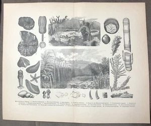 Jurassic And Cambrian Plants And Animals Engraving Print From 1800s E9 - Picture 1 of 2